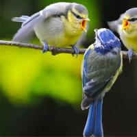 鸟类通过改变颜色来平衡性感和捕食者避免