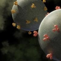 科学家提出了HIV-1病毒外壳的新结构