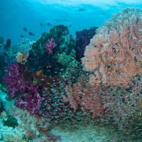 活生生的珊瑚覆盖物将减缓未来珊瑚礁的溶解