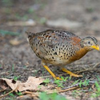 贵州山中“龙吟”初步认定为鸟叫 该鸟为黄脚三趾鹑