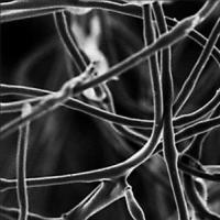 生物物理学家将不相容的成分混合在一根纳米纤维中