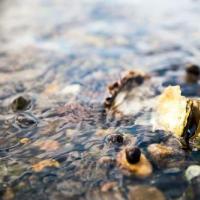 海洋酸化影响牡蛎对环境压力的记忆