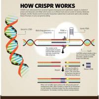 最新鉴定的酶为CRISPR基因组编辑工具箱提供了新工具