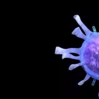 重置免疫细胞的治疗可明显改善TBI症状