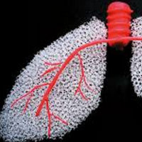 实验结果支持肺中粘蛋白与肺纤维化之间的联系