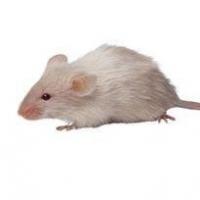 小鼠中的嗅觉感受器会随着暴露于异性成员的气味而发生变