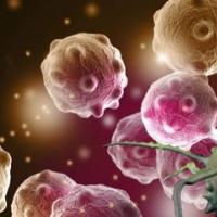 附近细胞如何保护肿瘤细胞不受靶向治疗