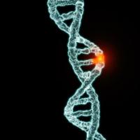 我们获得基因突变的速度可以帮助预测寿命与生育力