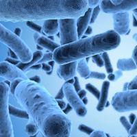 研究人员使用基因工程化的条形码微生物来追踪食物污染