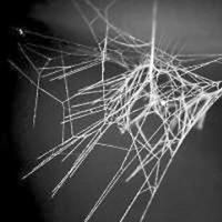 蜘蛛丝属于自然界中最坚韧的纤维 具有惊人的性质