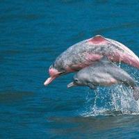 受海豚啁啾影响的技术可以改善软材料的测试