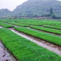 杂交水稻印刷播种 场地育秧 大苗机插栽培技术新模式