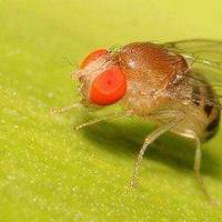 研究人员研究了协调果蝇复杂运动序列的神经机制