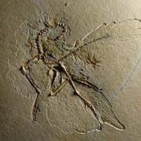 最后发现的始祖鸟的代表是迄今为止最古老的代表