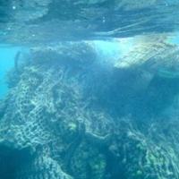 海龟测量海洋垃圾和海洋健康的可靠程度如何