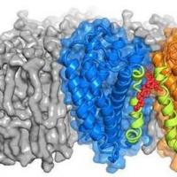 化学家开发了选择性结合蛋白质的新方法