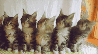 教大家抖音五只猫摇头评论发送方法教程